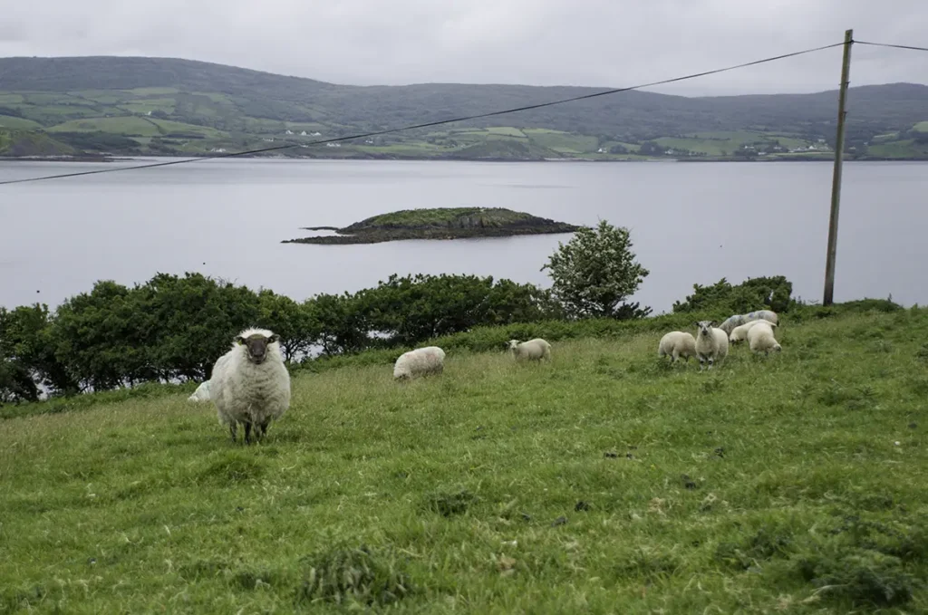 Whiddy Island (Walking)