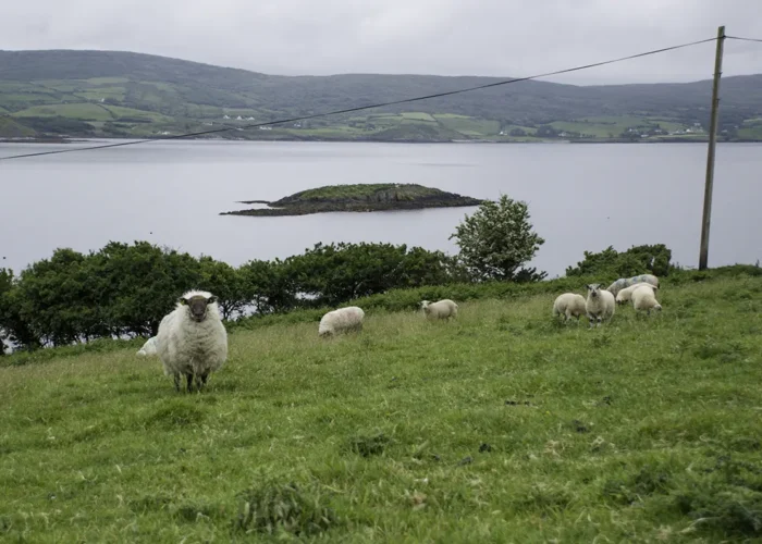 Whiddy Island (Walking)