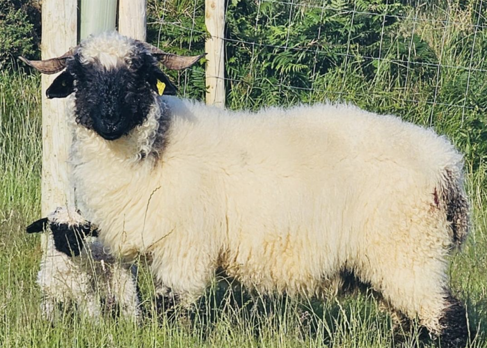 Sheep's Head Safari